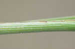 Sharpscale flatsedge